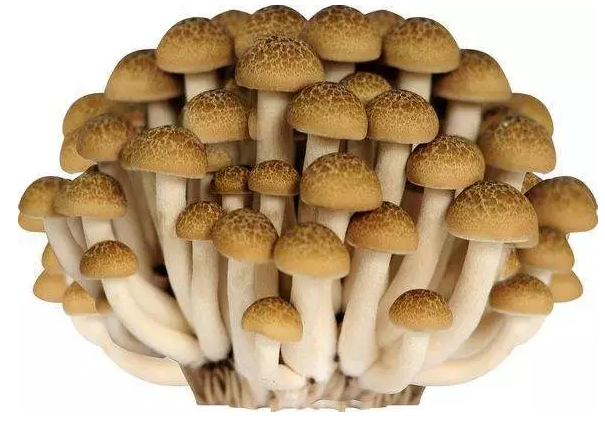 http://yddlt.cn/ewebeditor/uploadfile/20170914091421667001.png