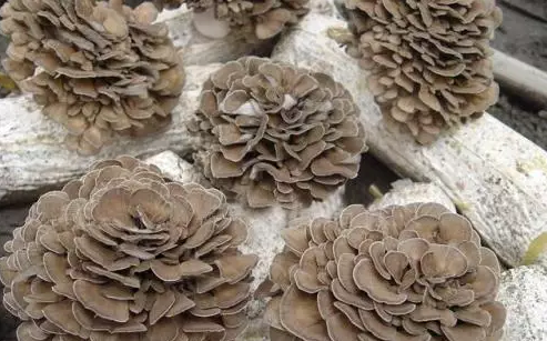 http://yddlt.cn/ewebeditor/uploadfile/20170914091445139001.png