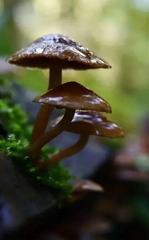 國(guó)家蘑菇地理：中國(guó)哪里的蘑菇最好吃？
