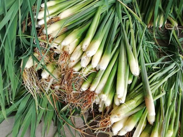 國(guó)家蘑菇地理：中國(guó)哪里的蘑菇最好吃？