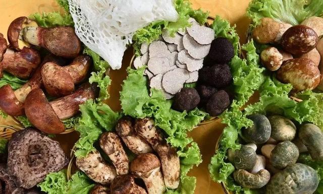 國(guó)家蘑菇地理：中國(guó)哪里的蘑菇最好吃？
