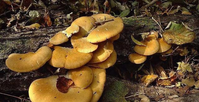 國(guó)家蘑菇地理：中國(guó)哪里的蘑菇最好吃？
