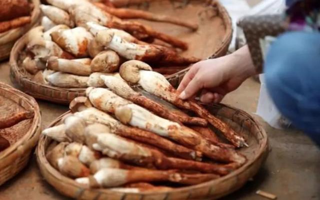 國(guó)家蘑菇地理：中國(guó)哪里的蘑菇最好吃？