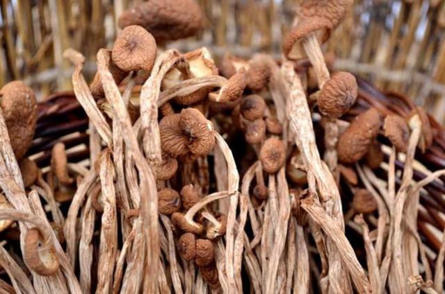 國(guó)家蘑菇地理：中國(guó)哪里的蘑菇最好吃？
