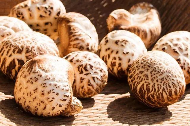 國(guó)家蘑菇地理：中國(guó)哪里的蘑菇最好吃？